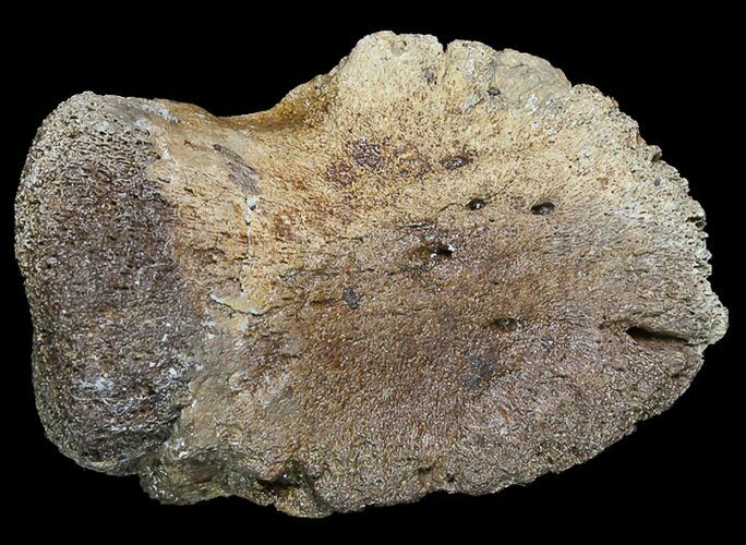 Hadrosaur Ungal (Claw) - Alberta (Disposition #-) #92782